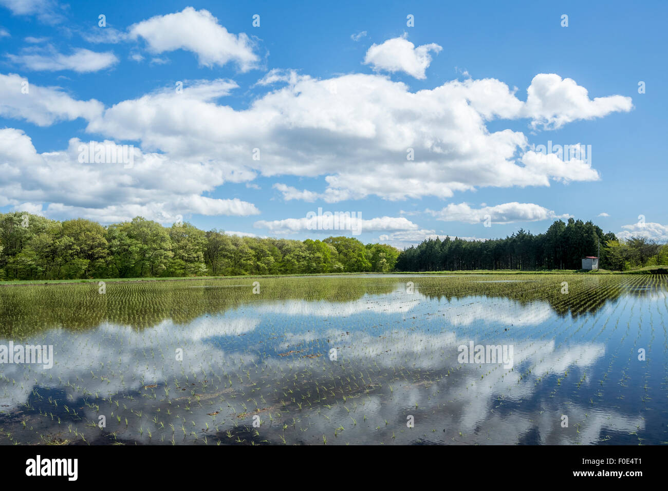 Las nubes reflejadas en la superficie del arrozal en Japón Foto de stock