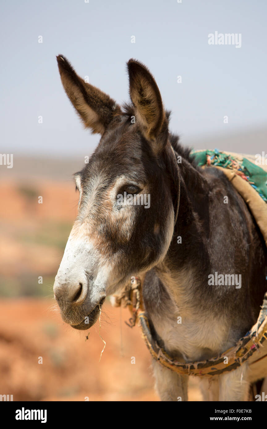 Burro, animal de granja en el campo marroquí de Sidi Ifni. Foto de stock