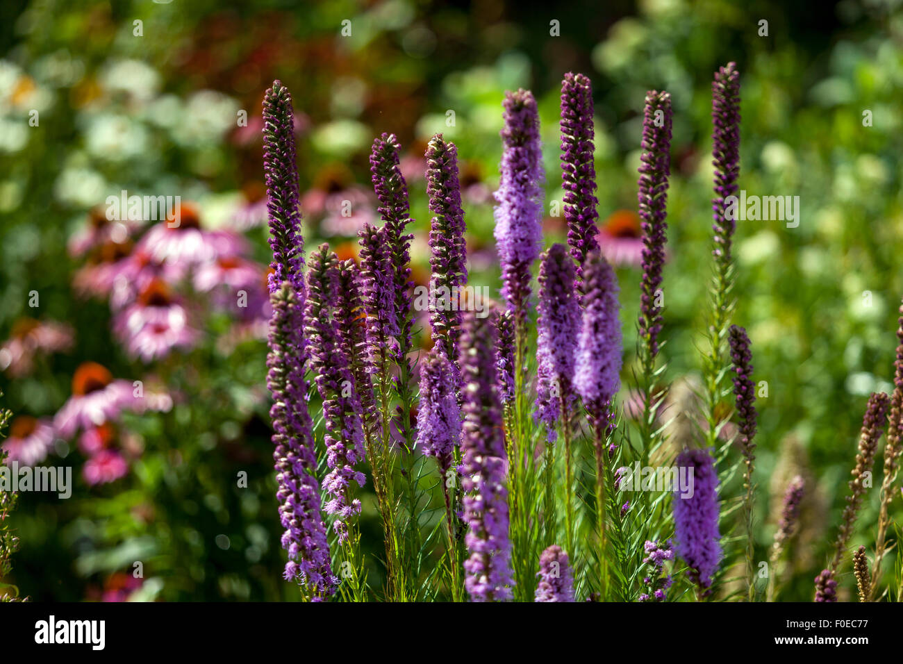 Liatris spicata jardín naturalista verano, densa estrella llameante o pluma de gayfeather Foto de stock