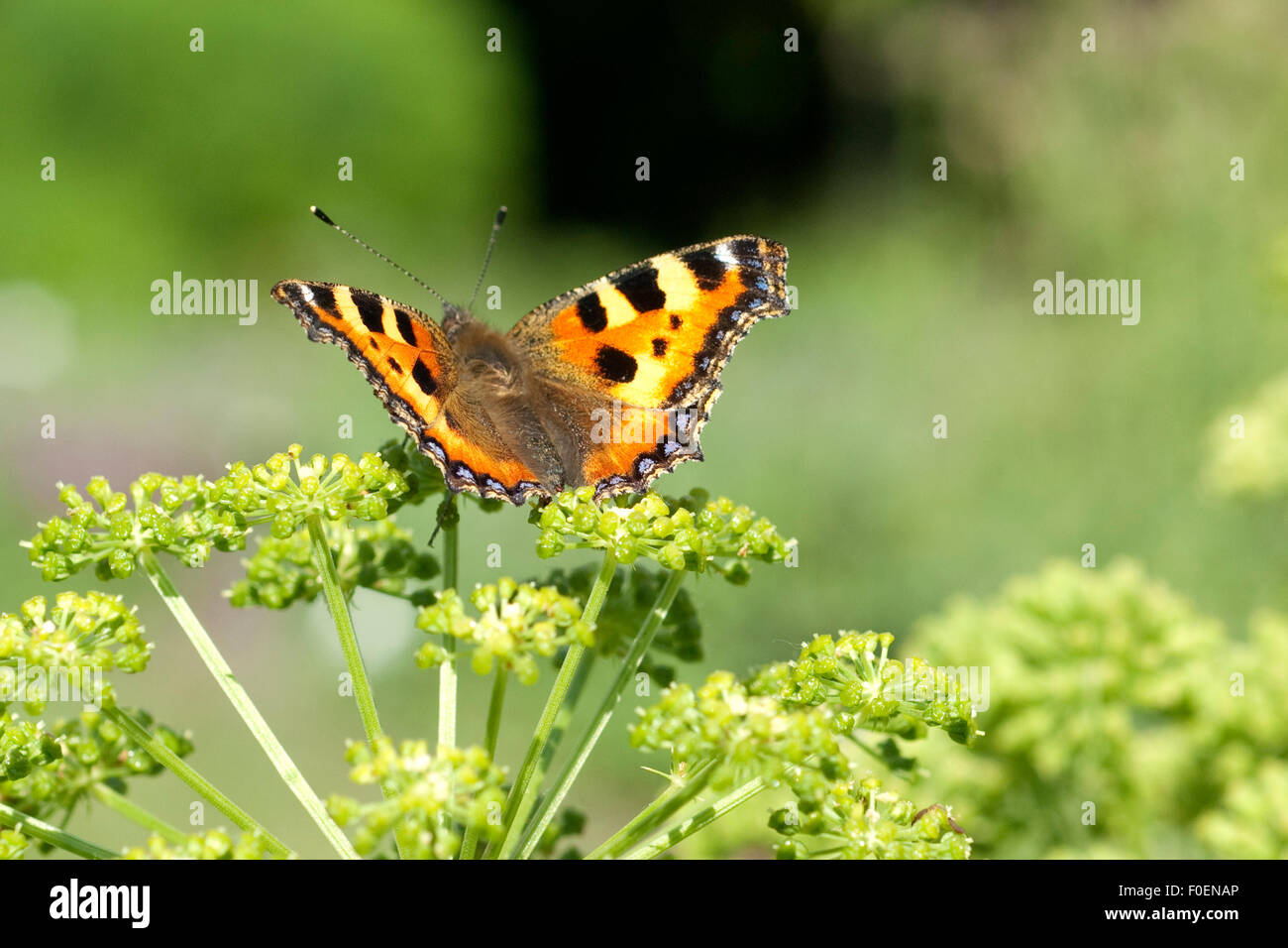 Kleiner; Fuchs;;; Schmetterling Aglais urticae; Engelwurz Foto de stock