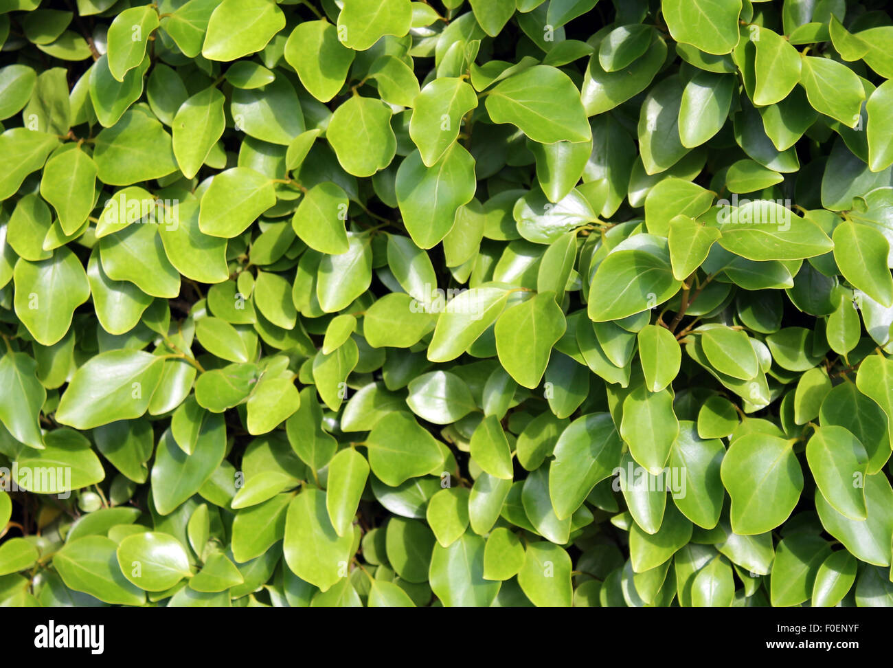 Fondo verde frondoso fresco en verano. Foto de stock