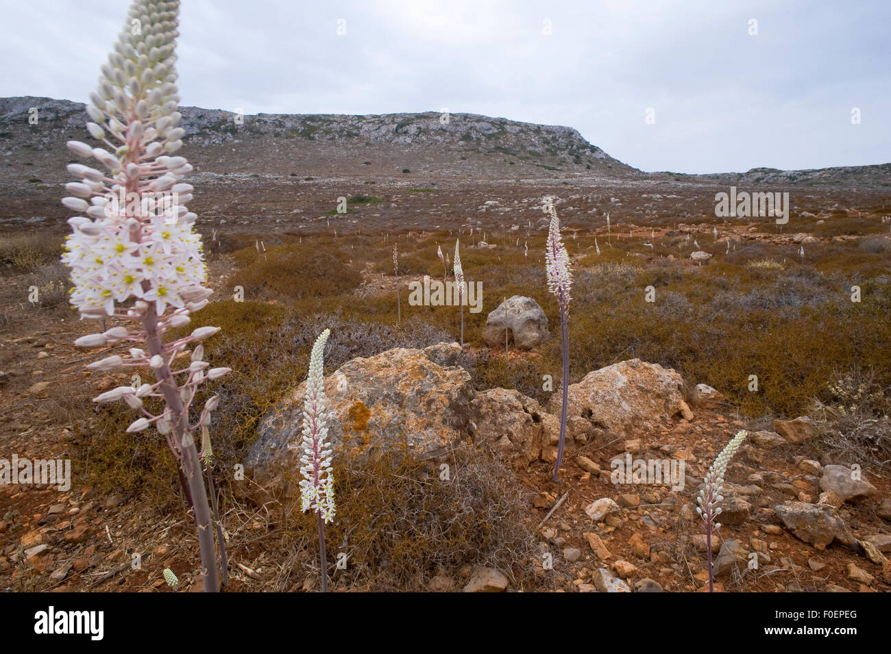 Plantas y flores de griego fotografías e imágenes de alta resolución - Página 7 - Alamy Plantas y flores de griego fotografías e imágenes de alta resolución - Página 7 - Alamy