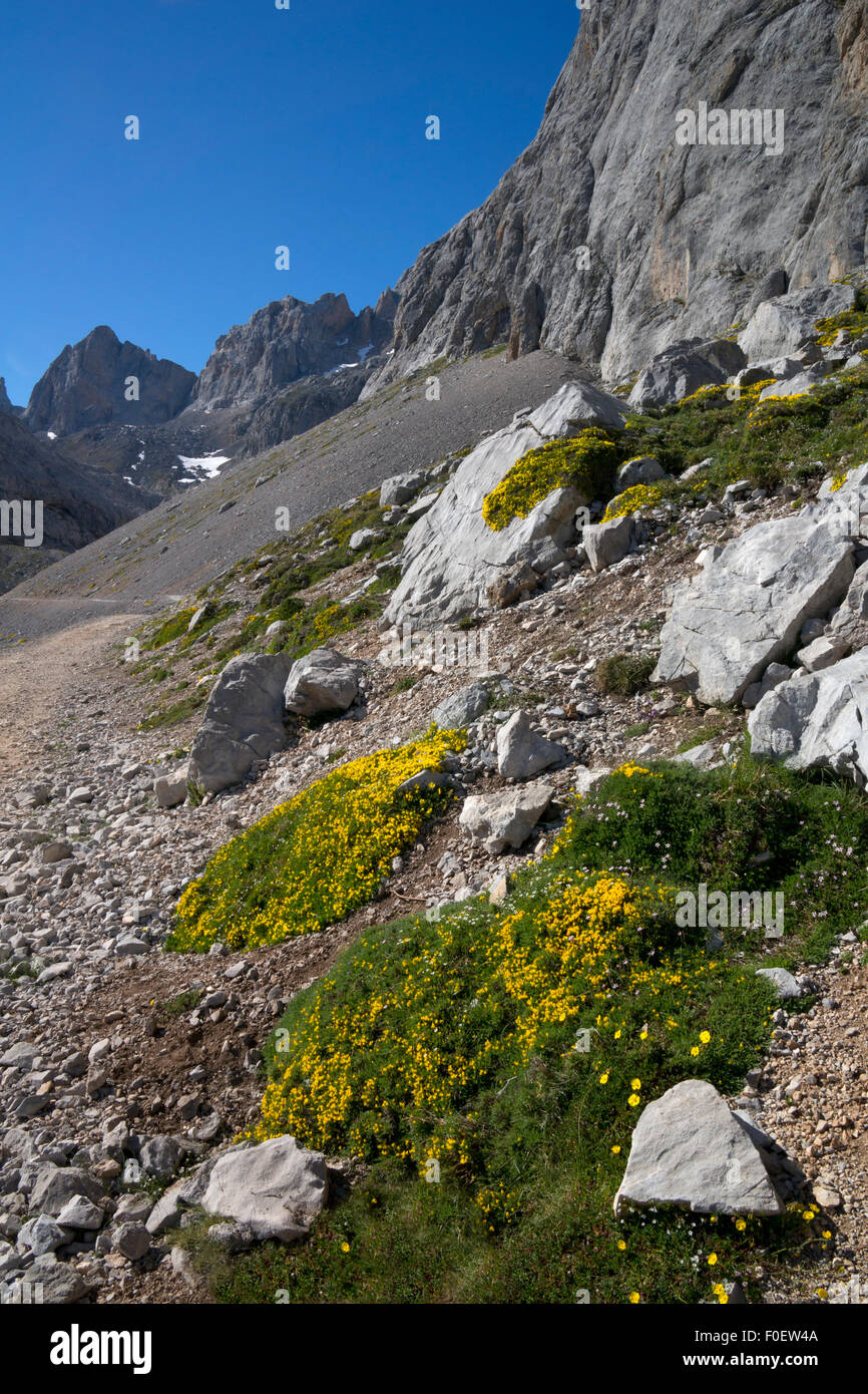 Ruta de montaña con flores salvajes en el parque nacional de Picos de Europa,Asturias,en el norte de España Foto de stock