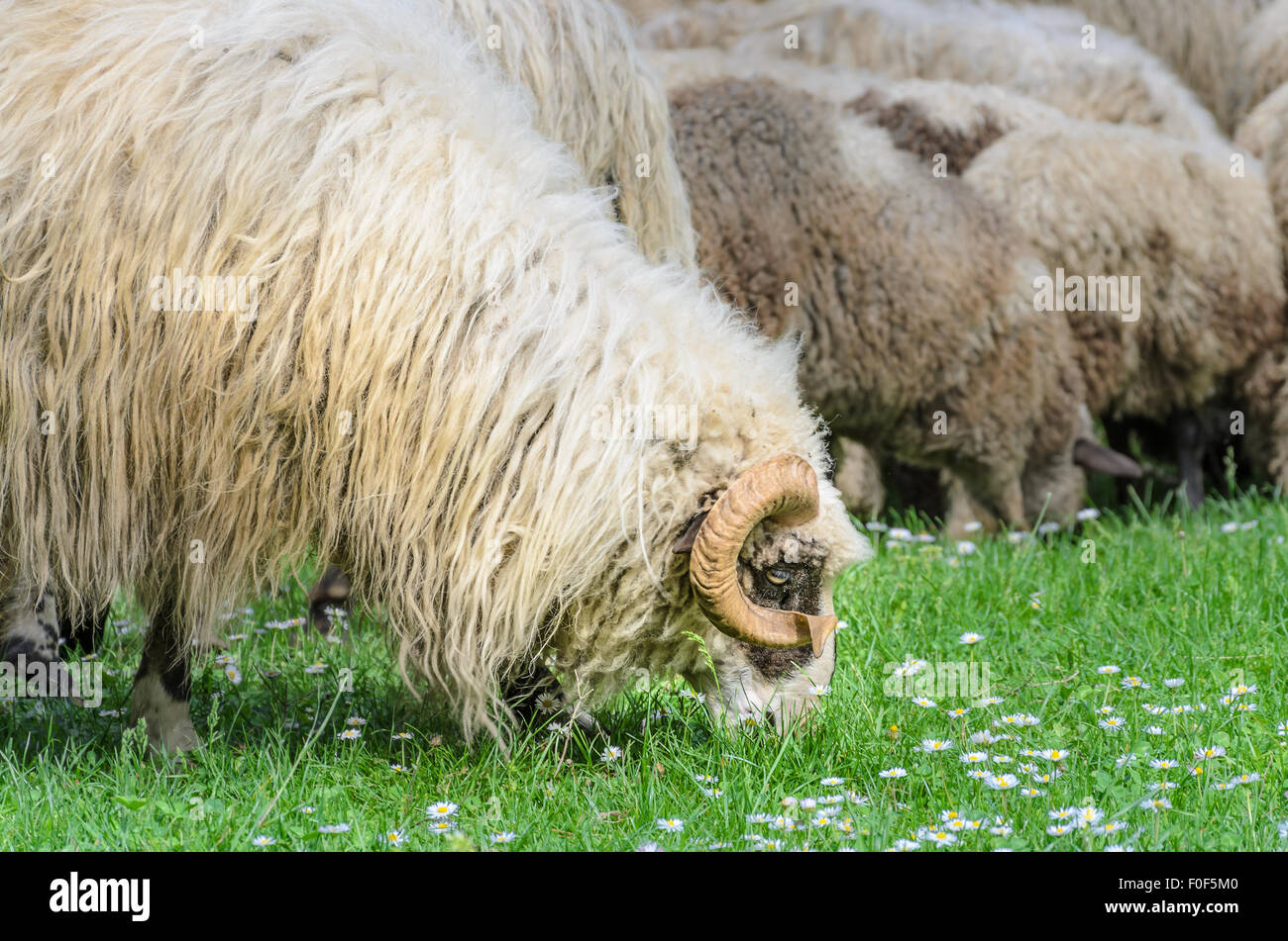 Ram antigua con su rebaño de ovejas pastando en el prado, en la primavera, cuando las primeras flores aparecen desde el césped. Ovejas tipo pramenka. Foto de stock