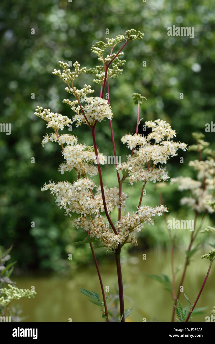Meadowsweet, Filipendula ulmaria, plantas de floración en la orilla del Canal de Kennet y Avon, Berkshire, Julio Foto de stock