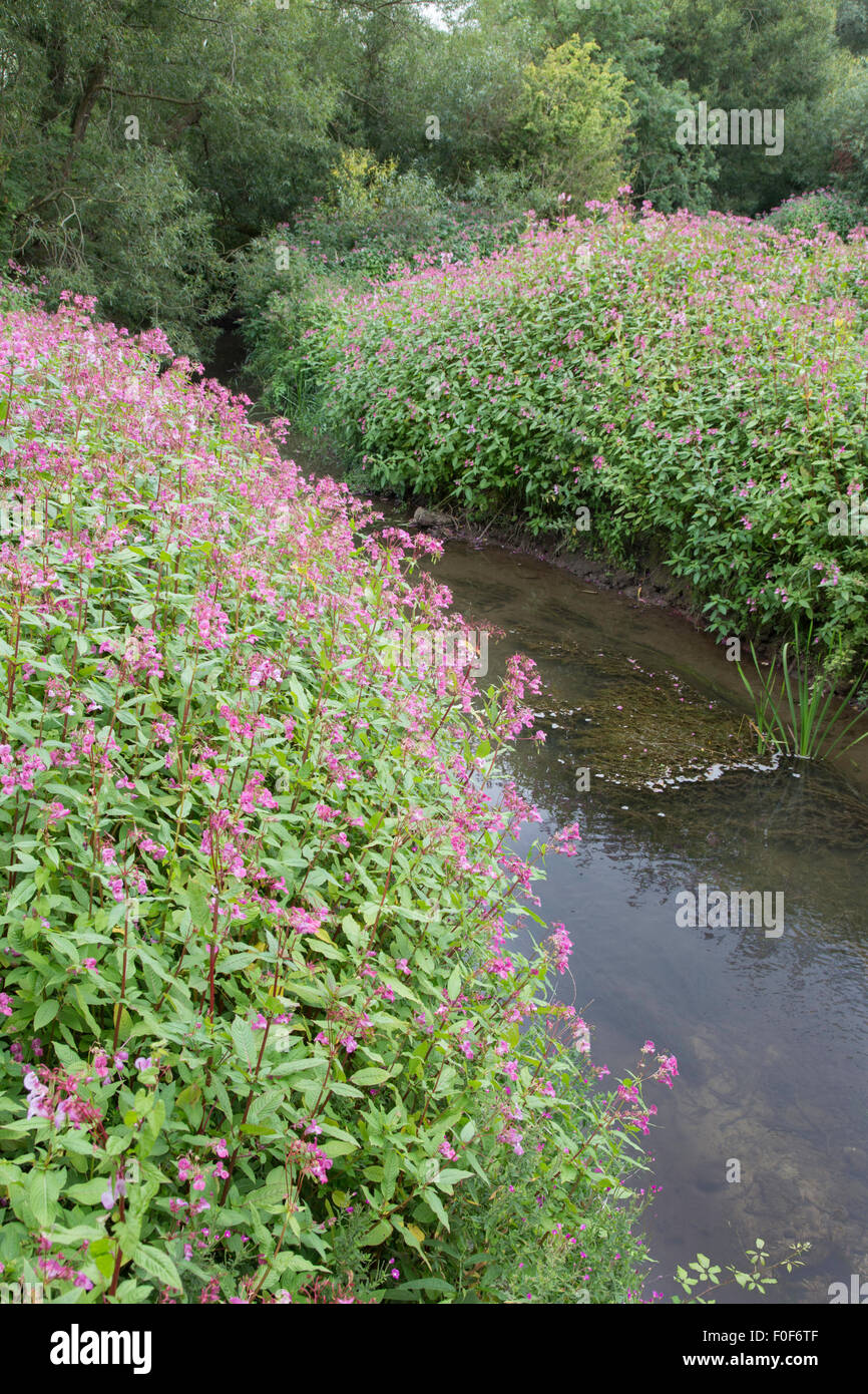 El invasor Himalayan Bálsamo (Impatiens glandulifera) a lo largo de una vía navegable Inglesa, Inglaterra, Reino Unido. Foto de stock