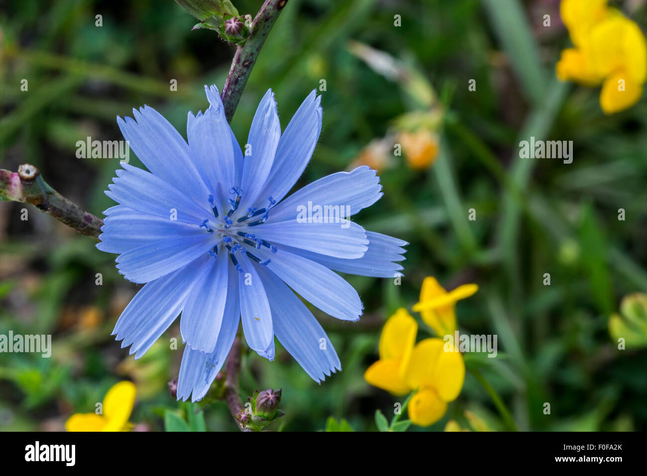 Achicoria Comun Azul Blue Daisy Jaramago Blue Weed Cichorium Intybus En Flor Fotografia De Stock Alamy