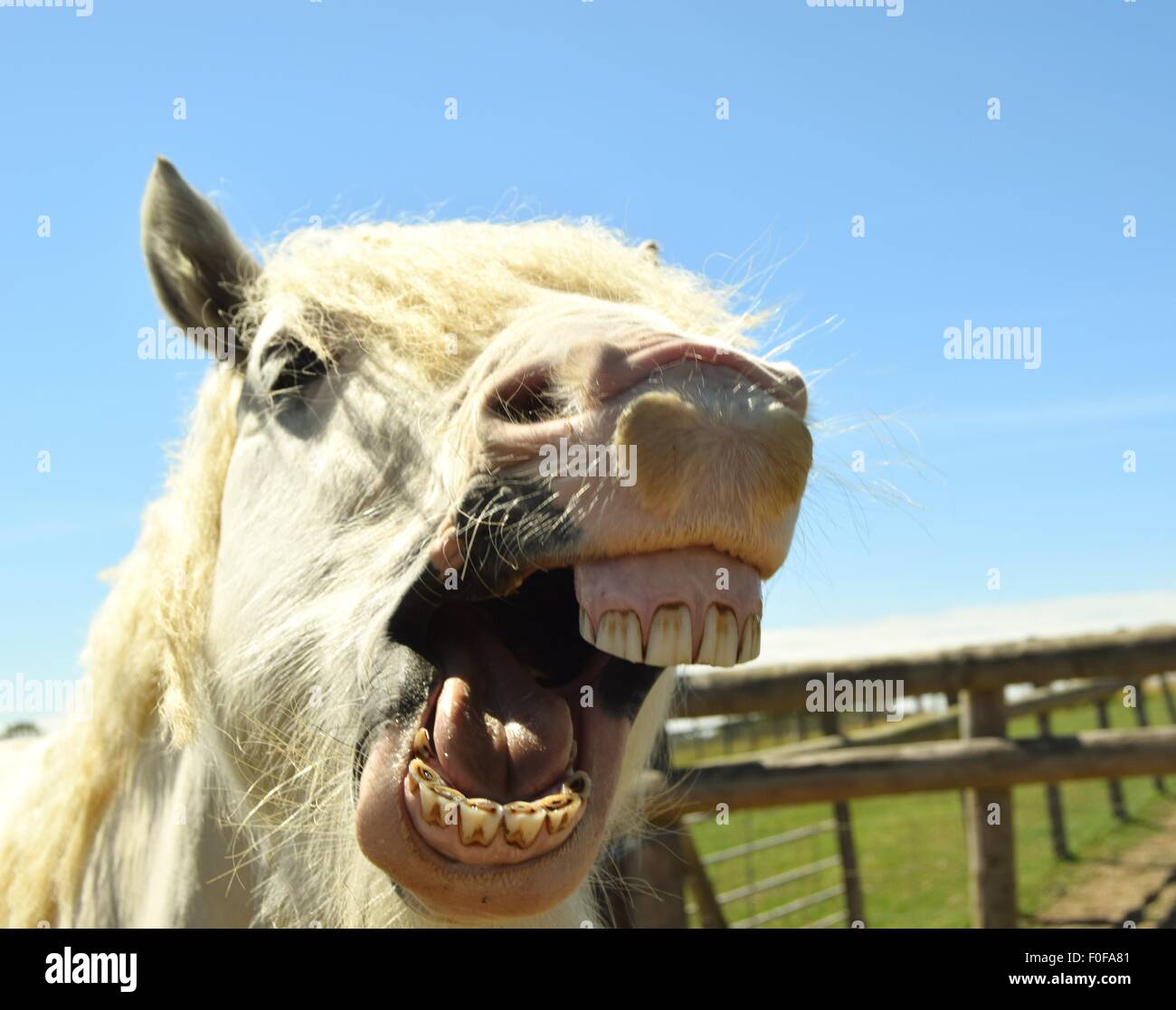 Oh cómo él se rió. Gypsy cob pony haciendo una cara divertida. Foto de stock