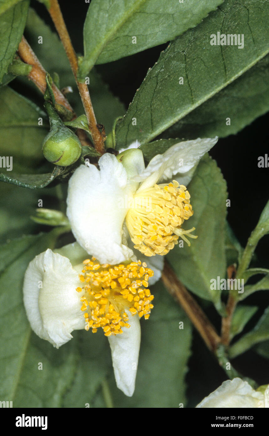 Teepflanze, Camellia sinensis, Bluete, Foto de stock