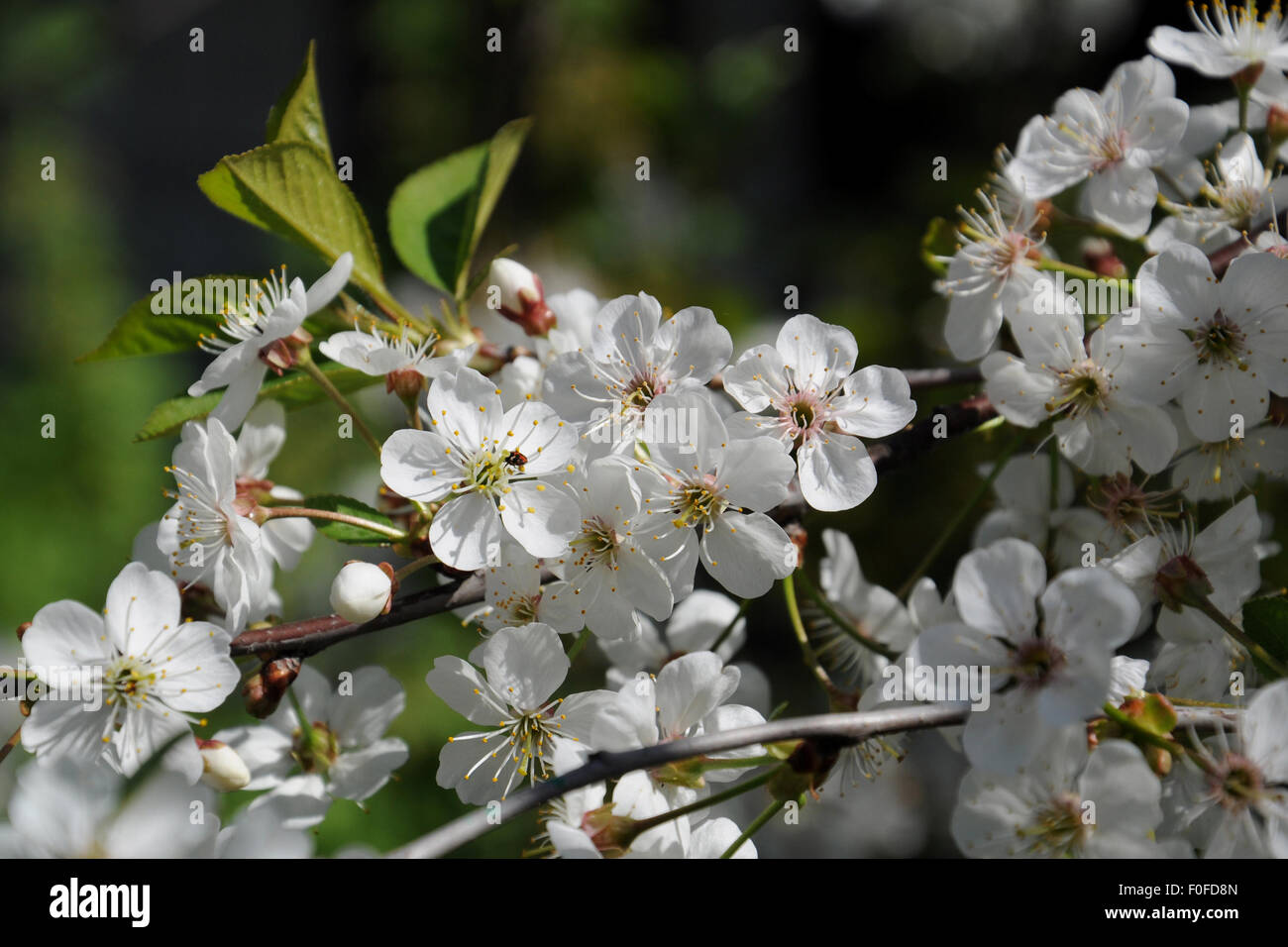 Flores guindas en una rama cerca Fotografía de stock - Alamy