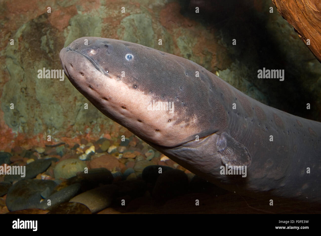 Una Anguila Electrica Electrophorus Electricus Desde El Rio Amazonas En Brasil Fotografia De Stock Alamy