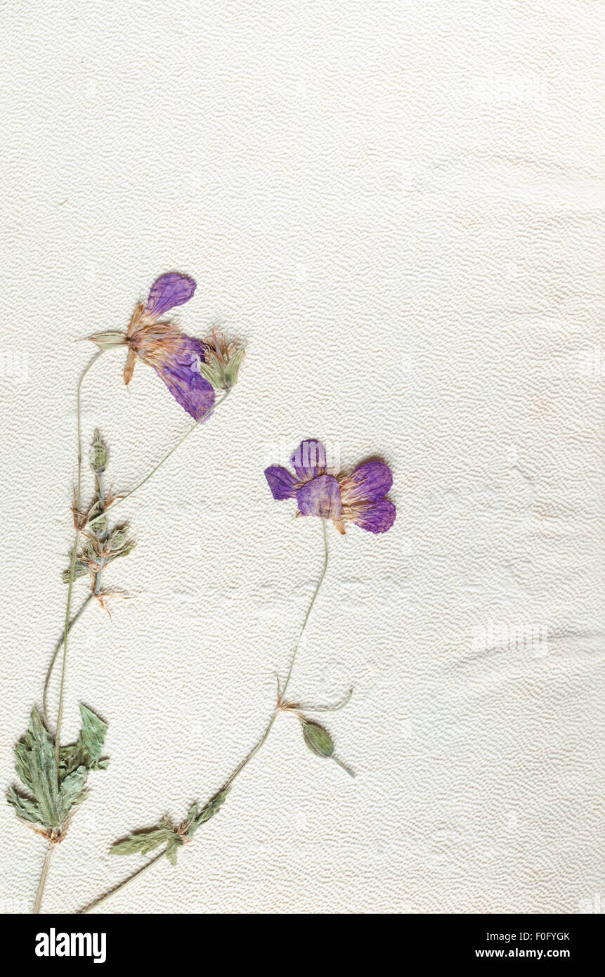 Pancies violeta sobre fondo blanco en el herbario Foto de stock