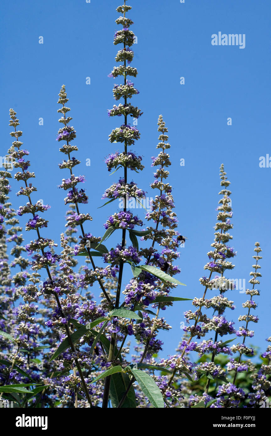 Moenchspfeffer, Vitex agnus, Foto de stock