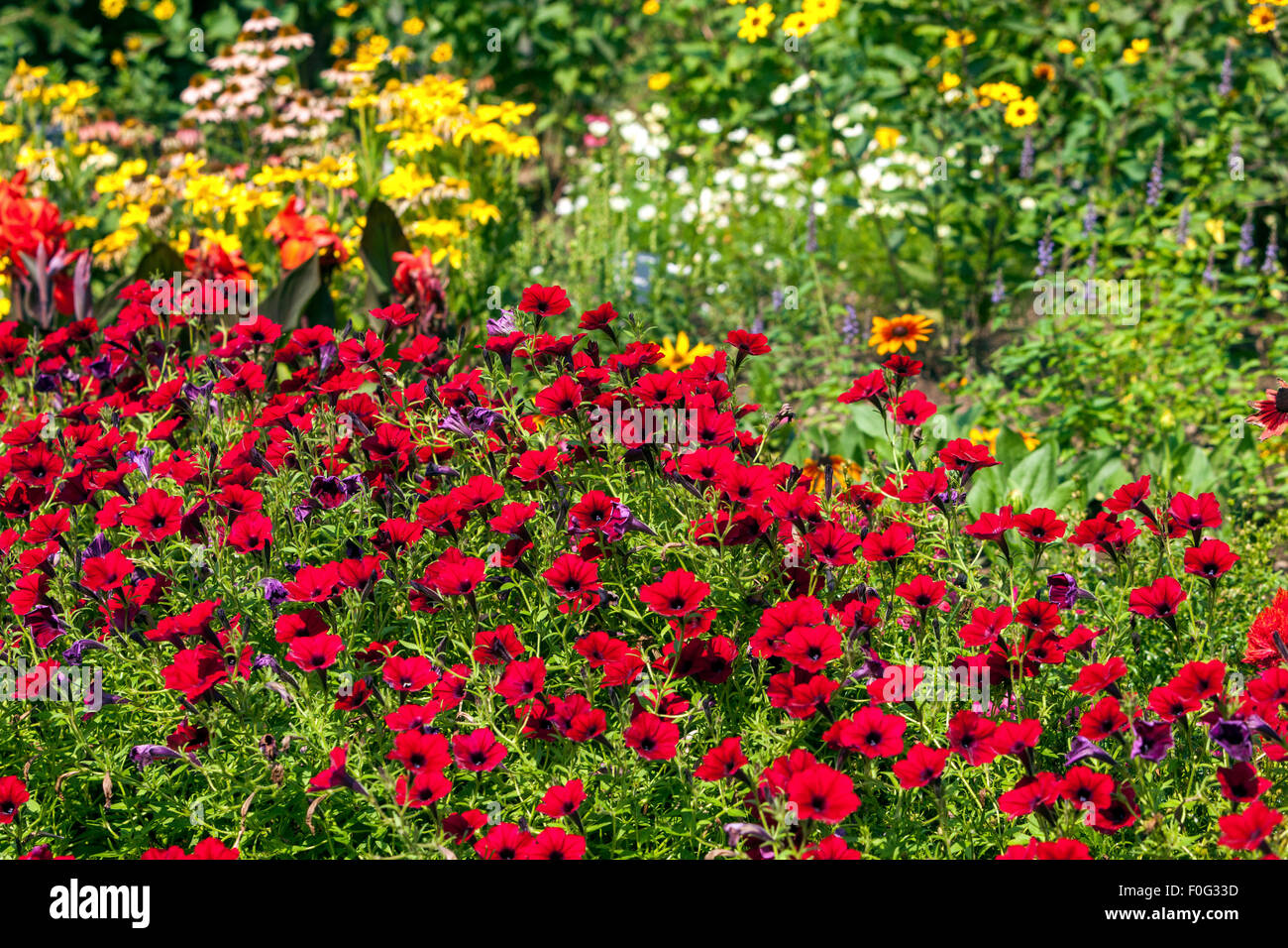 Flores de petunia roja, cama de flores de jardín, jardín de plantas de ropa de cama Foto de stock