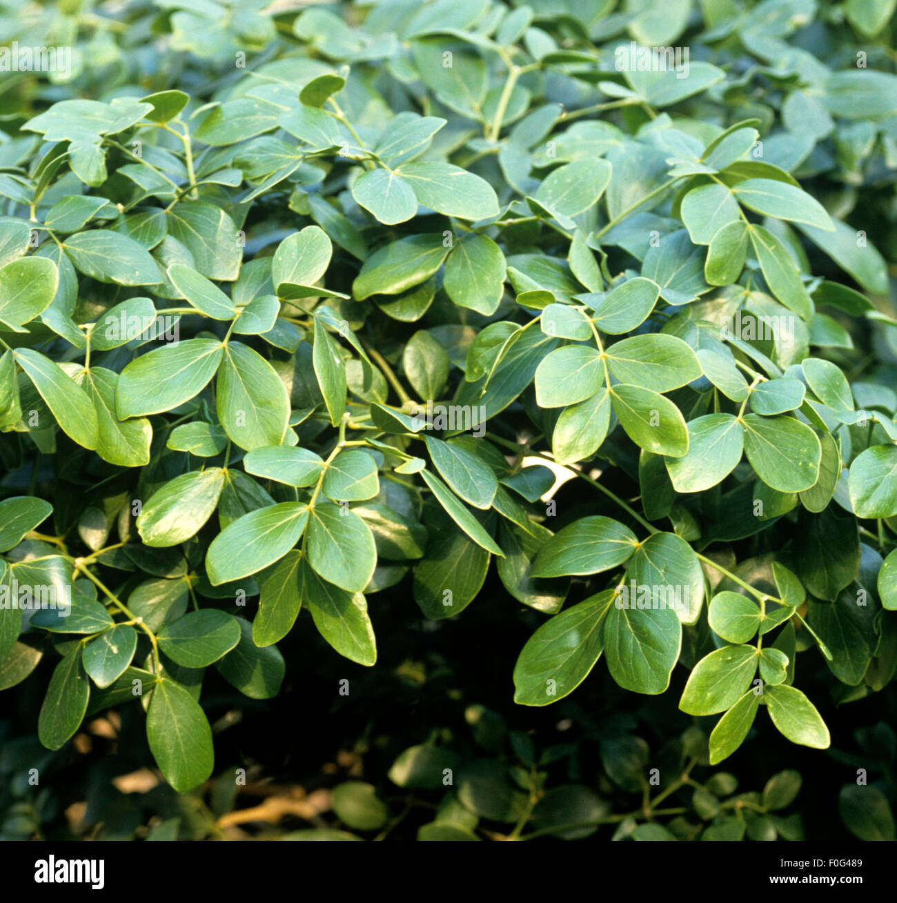 Guaiacum officinale wood fotografías e imágenes de alta resolución - Alamy