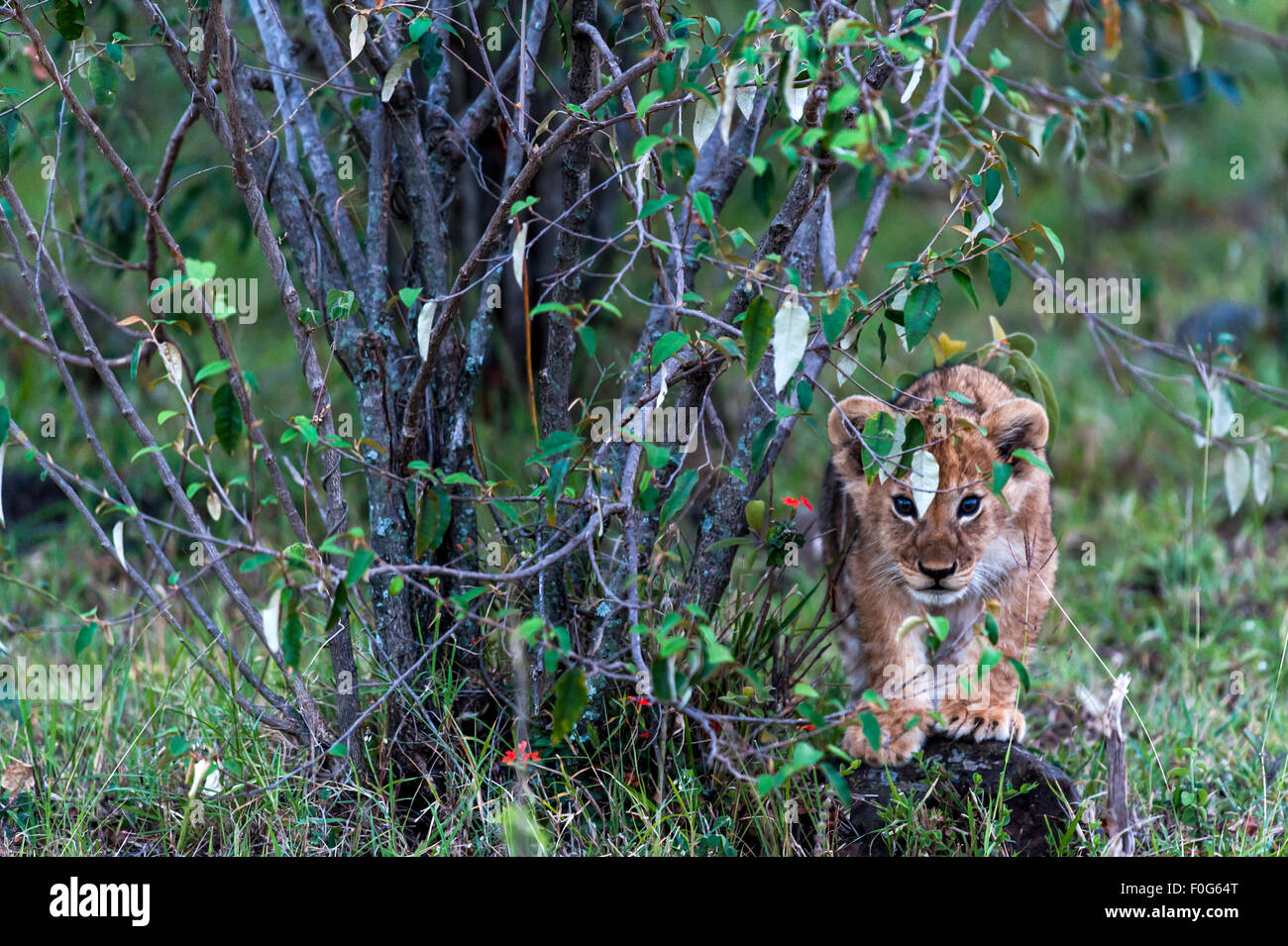 Cachorro de león retrato Naboisho Mara conservancy Kenya África Foto de stock