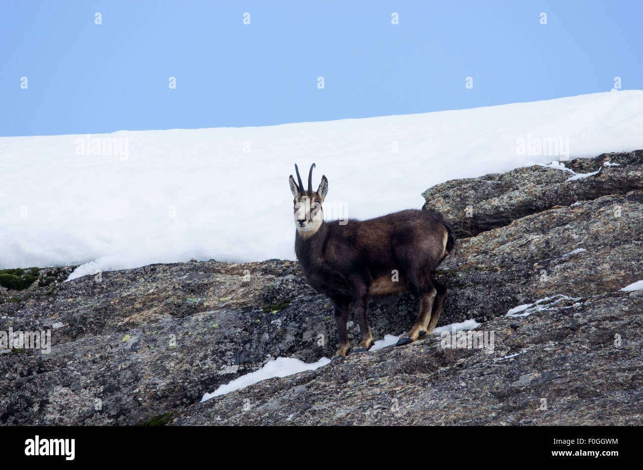 Ibex, ibex, ibex italiana de los Alpes, ibex closeup Foto de stock