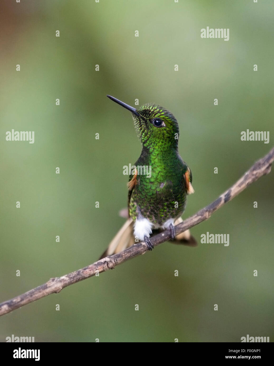 Colibrí de colibrí de cola de buff (Boissonneaua flavescens) en bosque nuboso de los Andes ecuatorianos Foto de stock