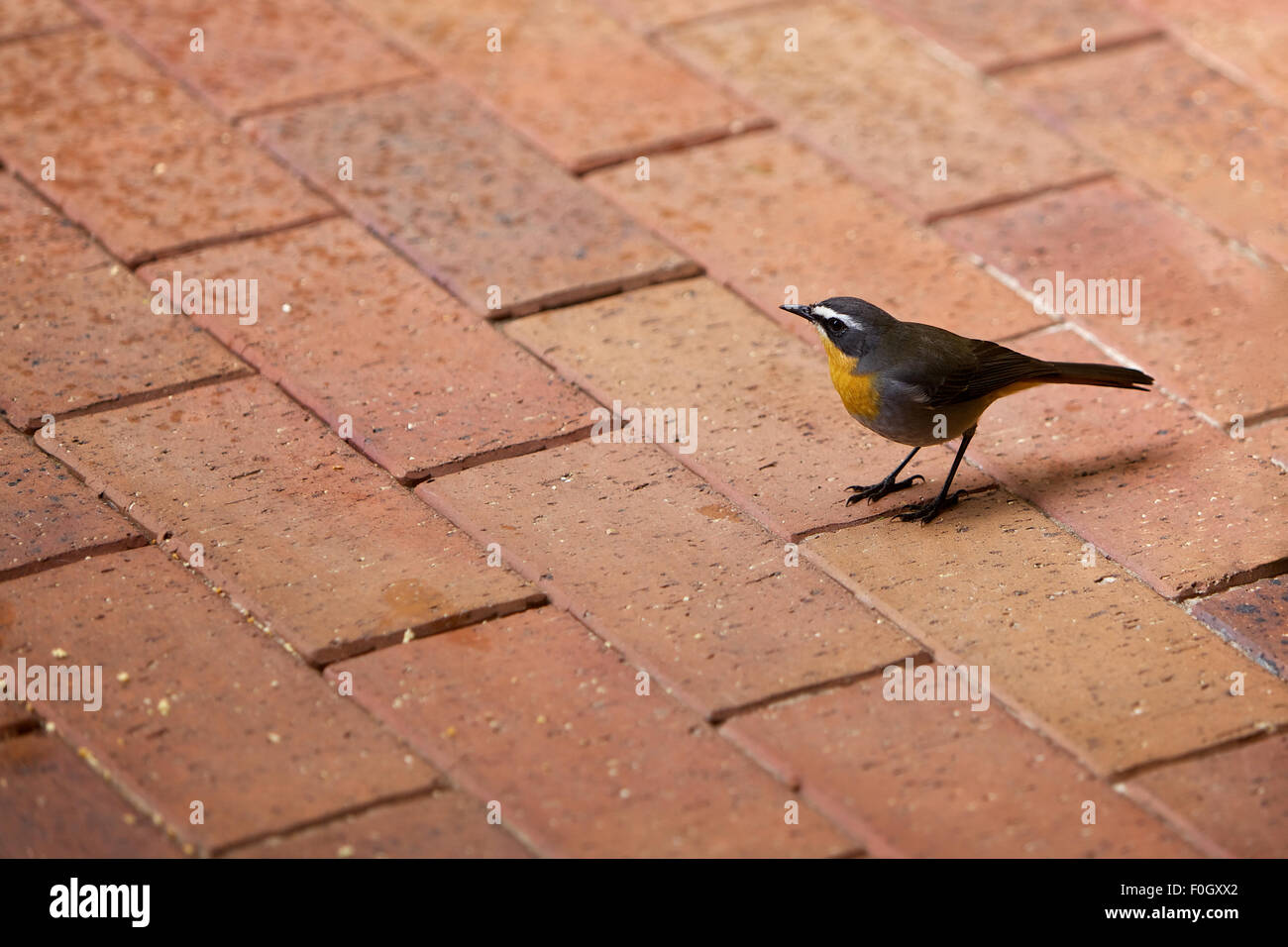 Cape robin chat, fuera Foto de stock