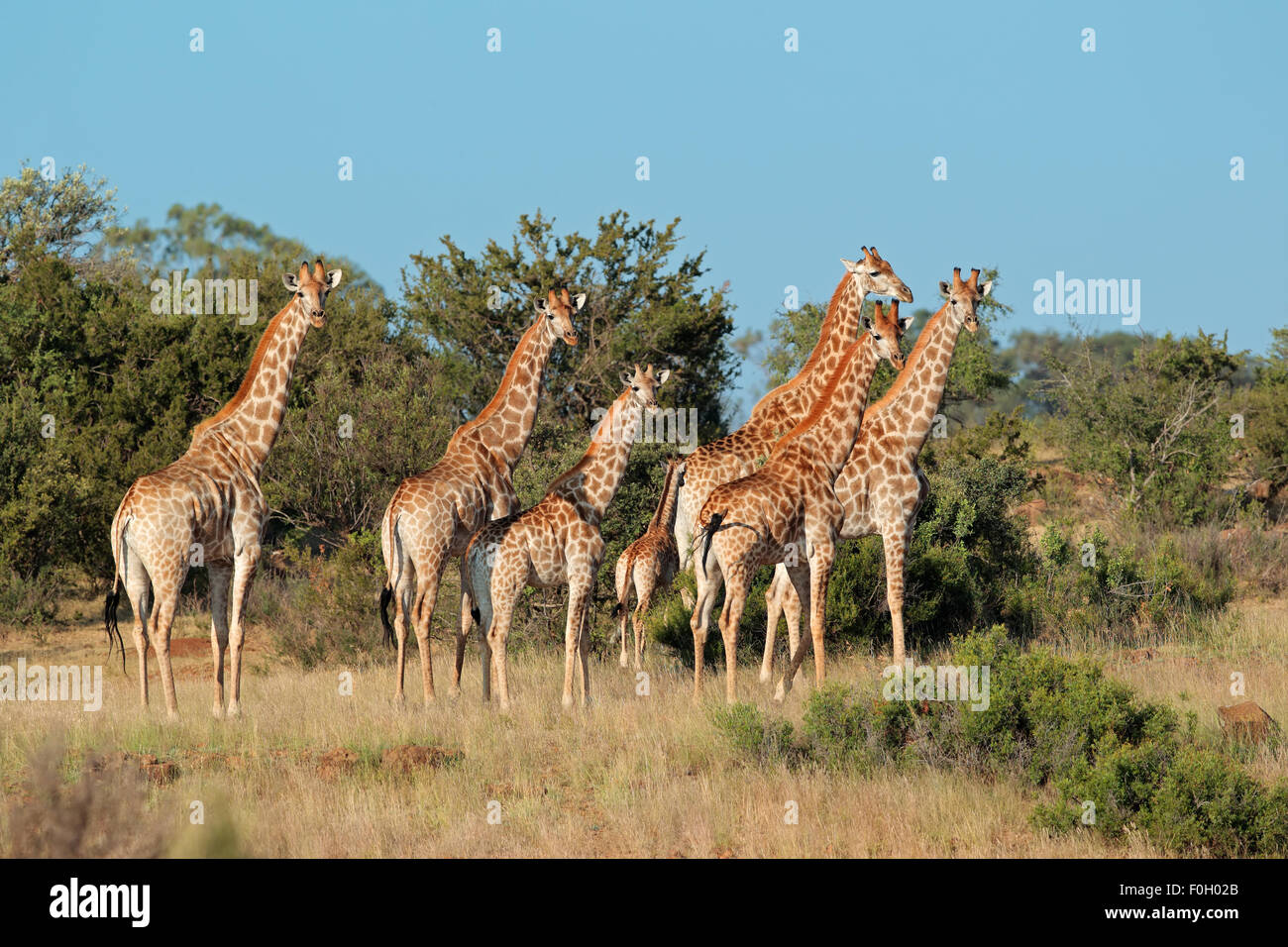 Pequeña manada de jirafas (Giraffa camelopardalis) en su hábitat natural, Sudáfrica Foto de stock
