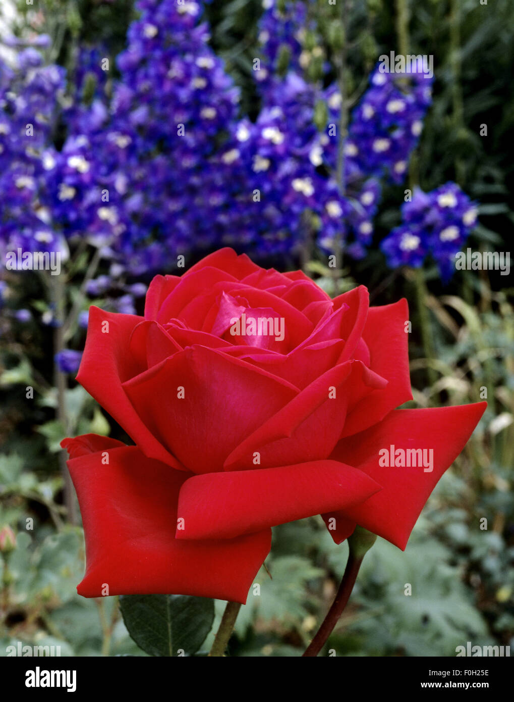 Rosen und Blumen, Rittersporn, Foto de stock
