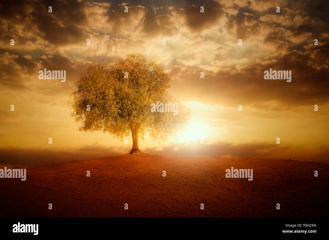 Solitario árbol y sunset Foto de stock