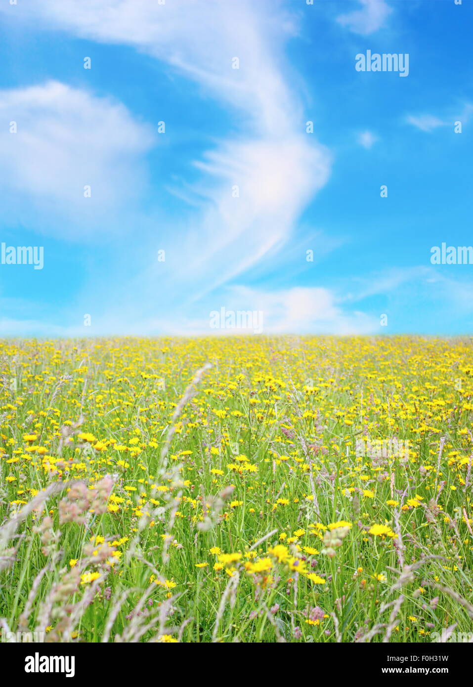 Paisaje de interior - verde campo invadido de flores silvestres y un hermoso cielo azul con nubes Foto de stock