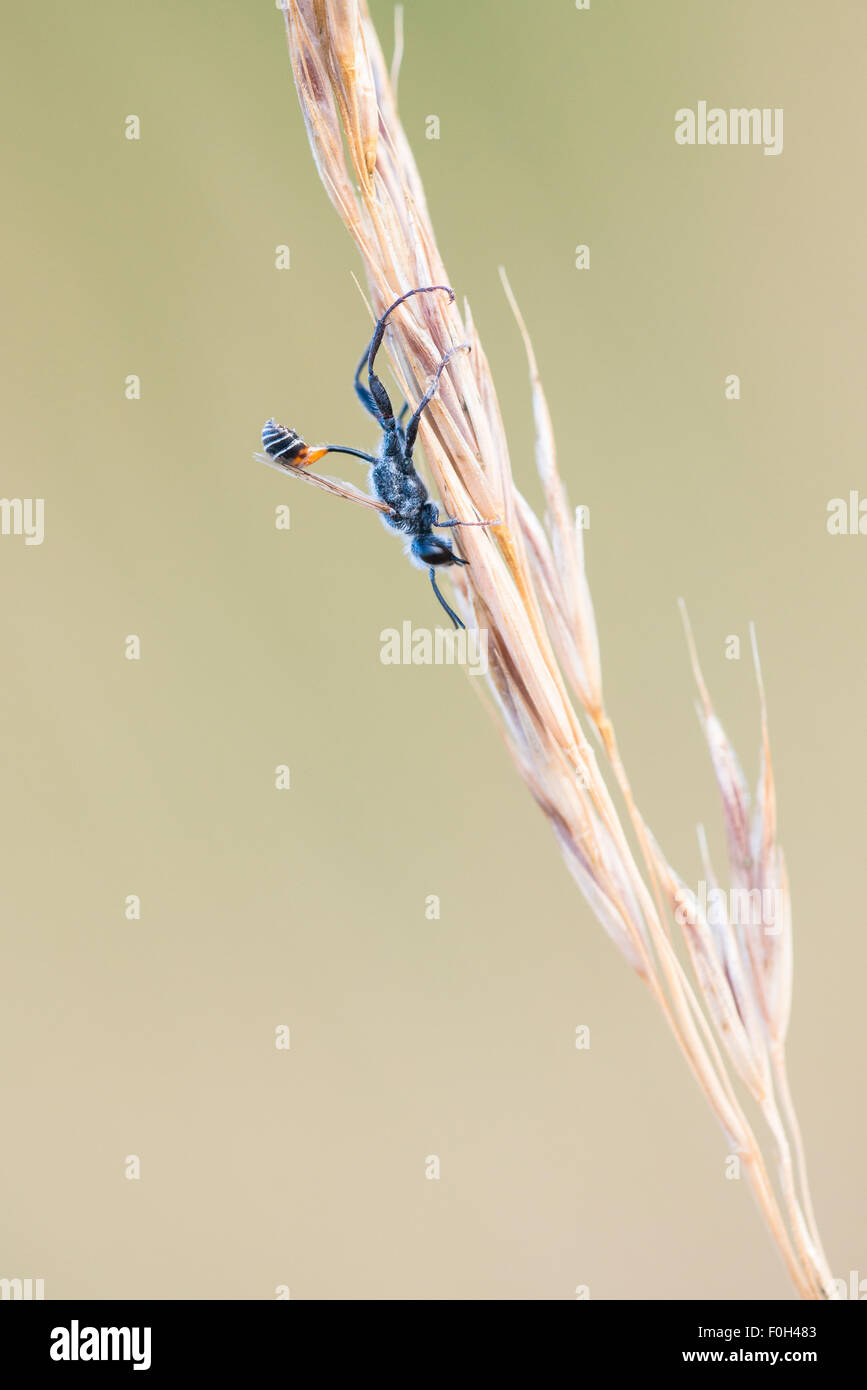 Rosca con cintura de avispa(Ammophila) sobre hierba Foto de stock