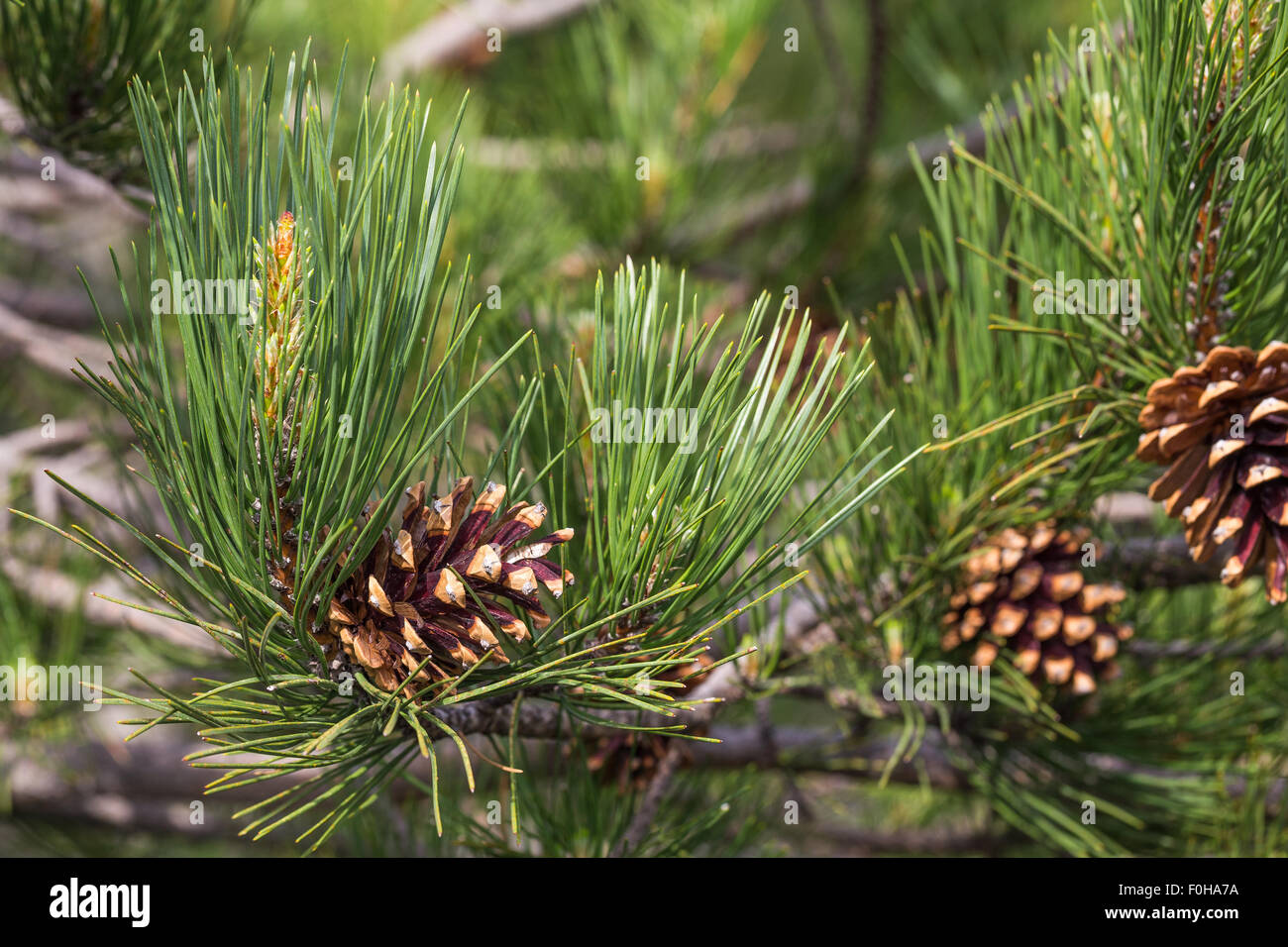 Pino laricio. Pinus nigra laricio. Pino negro. Volcán Etna. Foto de stock