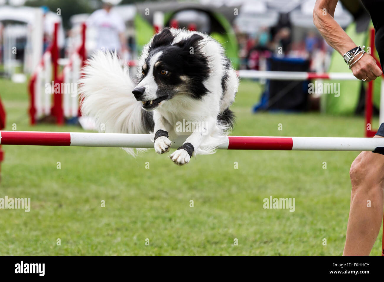 El Castillo De Rockingham Northamptonshire Reino Unido El 16 De Agosto De 2015 El Ultimo Dia En El Kennel Club 11 4 Dia Internacional De La Agilidad Del Perro Festival Abierto A