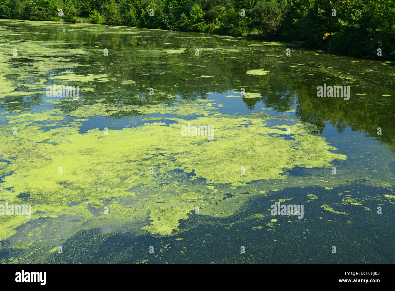 Crecimiento exagerado de algas resultantes de eutrofización, Río Ramapo, la contaminación de las aguas del norte de Nueva Jersey. Foto de stock