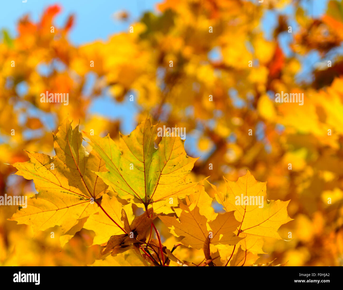 Hojas de otoño, muy superficial focus Foto de stock