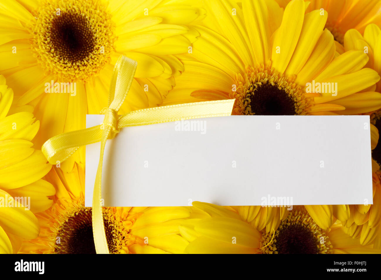 Tarjeta de mensaje en blanco con la cinta de gerberas amarillas Foto de stock