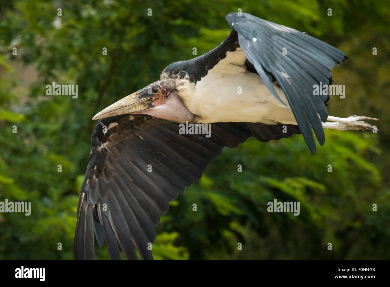 Primer plano de un pájaro en pleno vuelo cigüeña Marabú Foto de stock