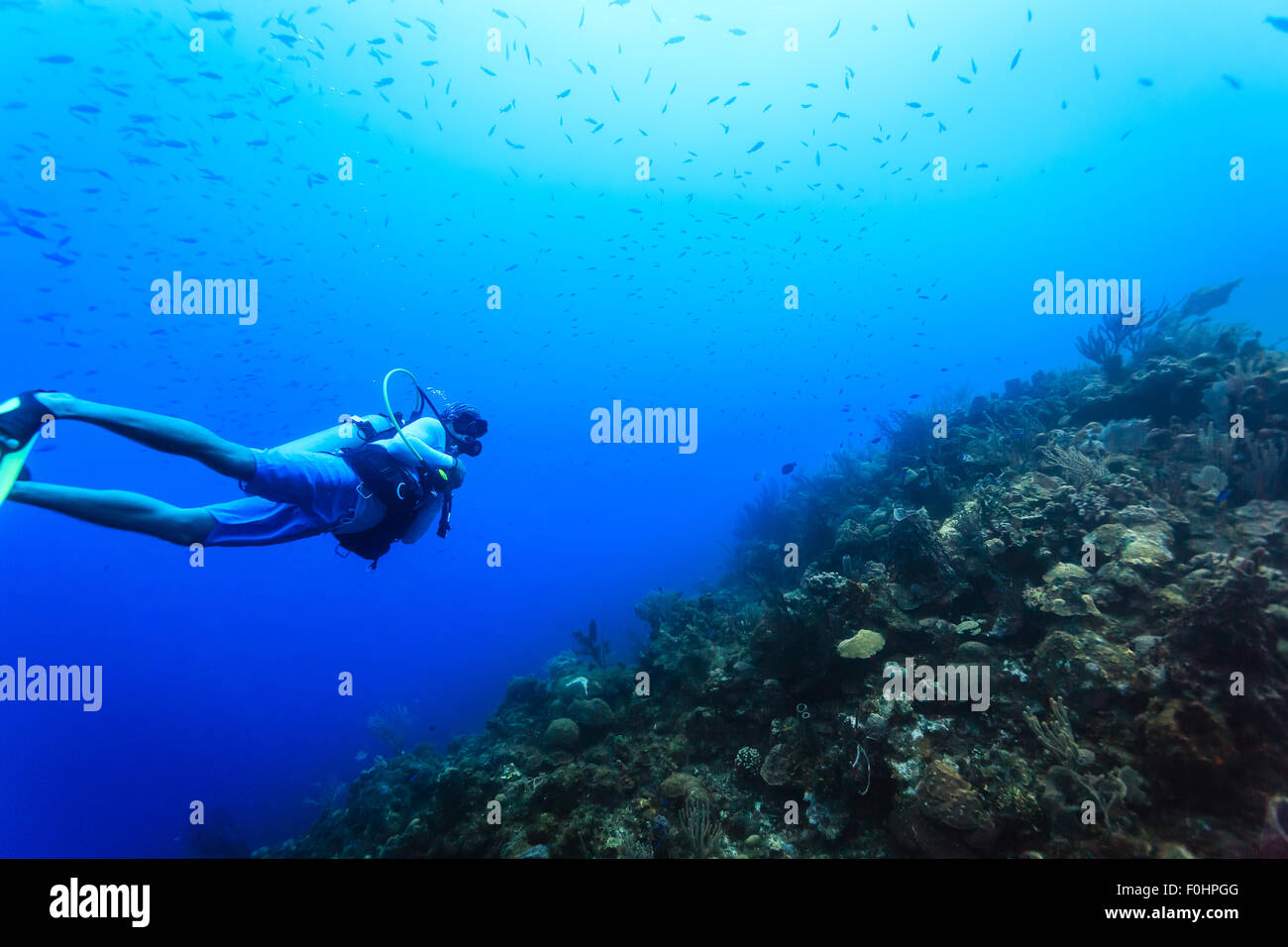Scuba Diver nadar en el océano azul a lo largo de arrecifes de coral con escuela de peces Scuba Diver nadar en el océano azul a lo largo de arrecifes de coral con escuela de peces