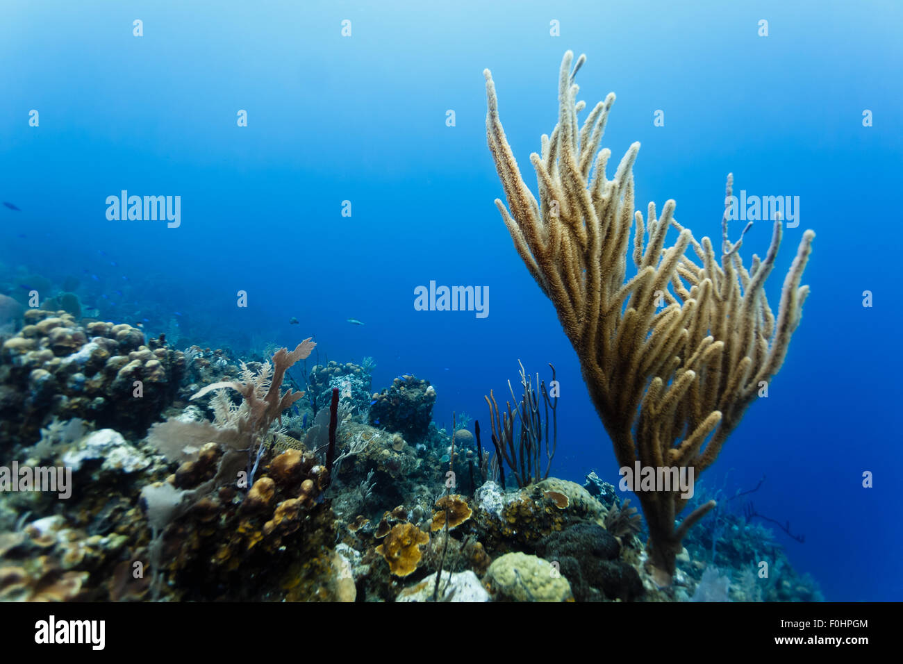 Rama amarilla sube coral de arrecife de coral tropical con fondo azul marino Foto de stock