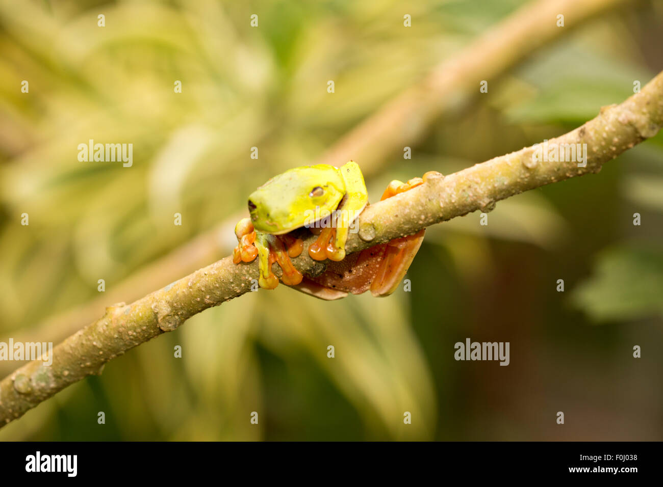 Una foto de una rana de árbol Red-Eyed (Agalychnis callidryas) sentado junto con la rama de un árbol Foto de stock