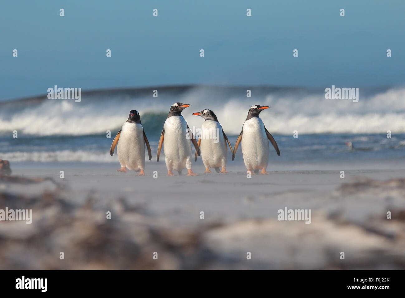 Cuatro pingüinos Gentoo caminando desde el mar. Bertha's Beach, Islas Malvinas. Foto de stock