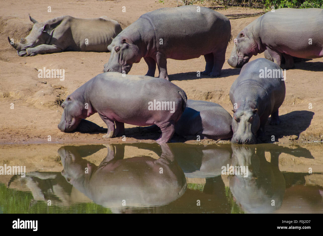 Un rinoceronte blanco y un grupo de hipopótamos se reúnen alrededor de un abrevadero para beber y relajarse en Mkaya Game Reserve en Swazilandia. Foto de stock