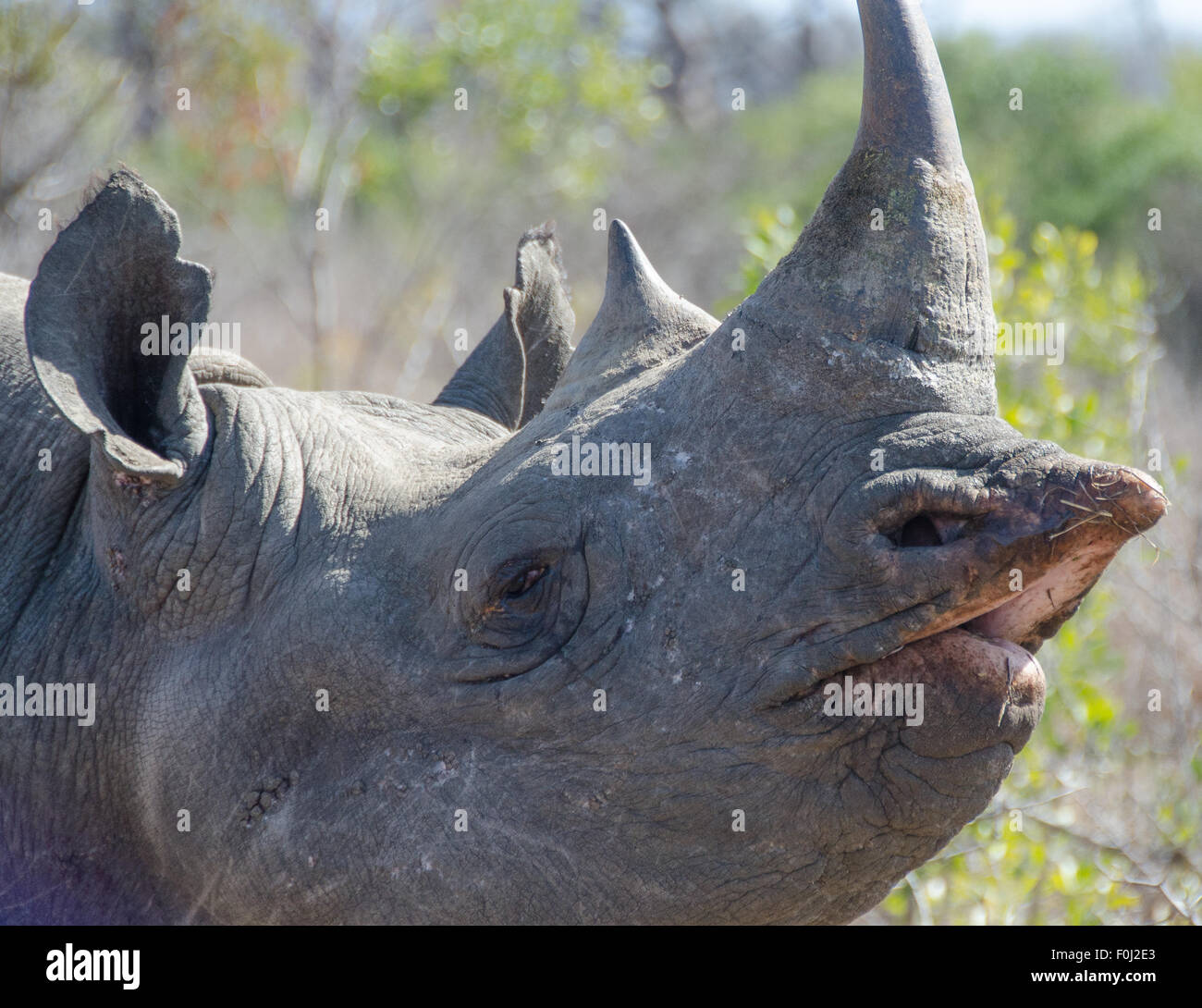 La esquiva y críticamente en peligro el rinoceronte negro se desplaza a través de la reserva de caza Mkhaya en Swazilandia. Foto de stock