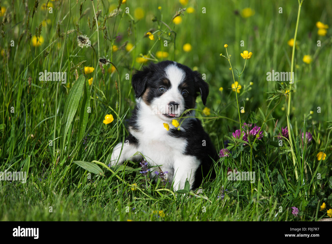 Miniatura pastor americano o Pastor Australiano en miniatura o Mini Aussie cachorro, Negro Tri, sentado en el prado de flores Foto de stock