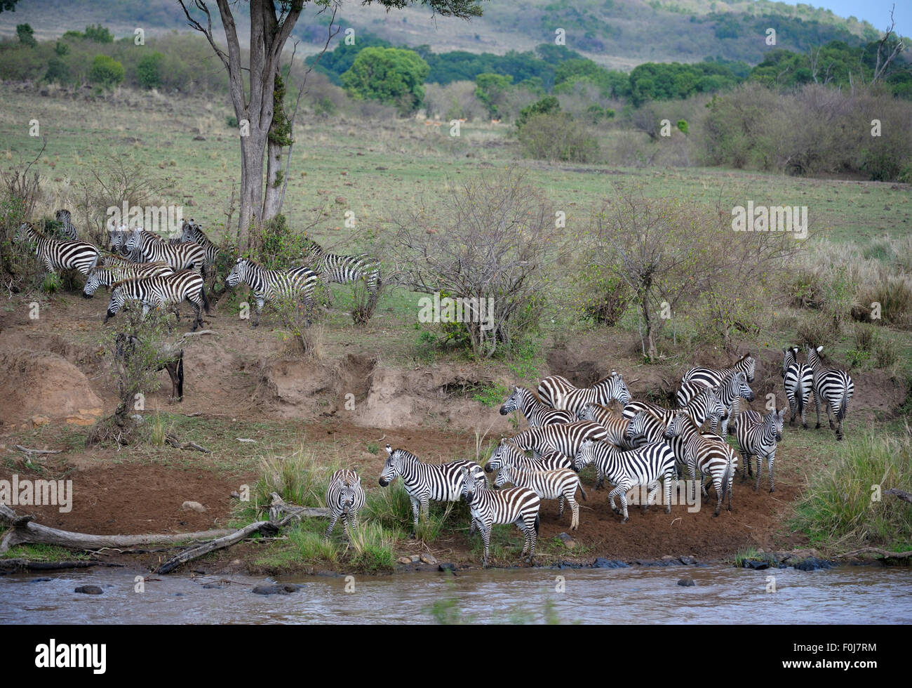 Llanuras cebra (Equus quagga), rebaño durante la migración, la gran migración, delante del cruce de río, reacios, río Mara Foto de stock