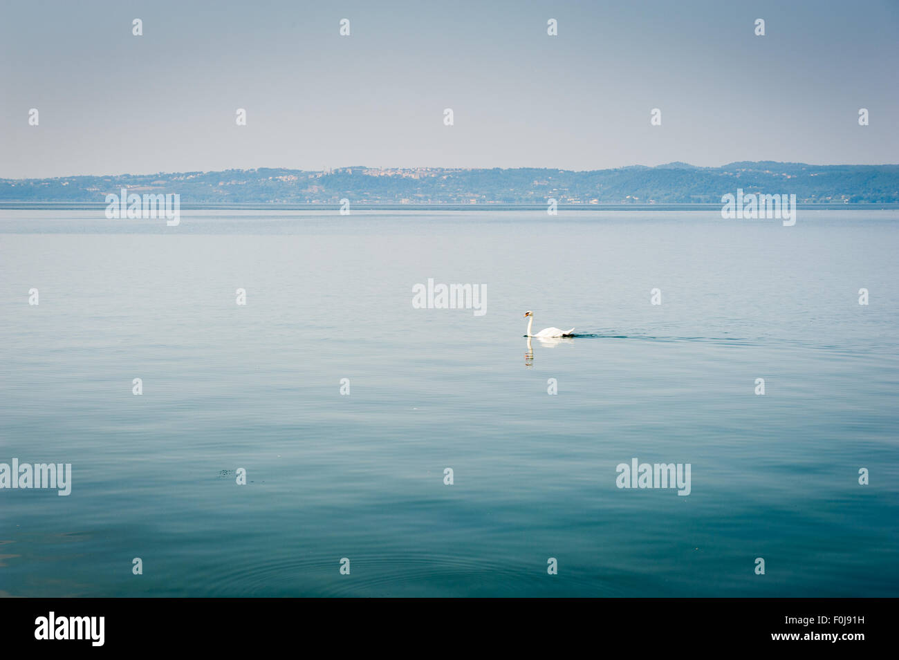 El cisne blanco nadando en el tranquilo lago de niebla por la mañana Foto de stock