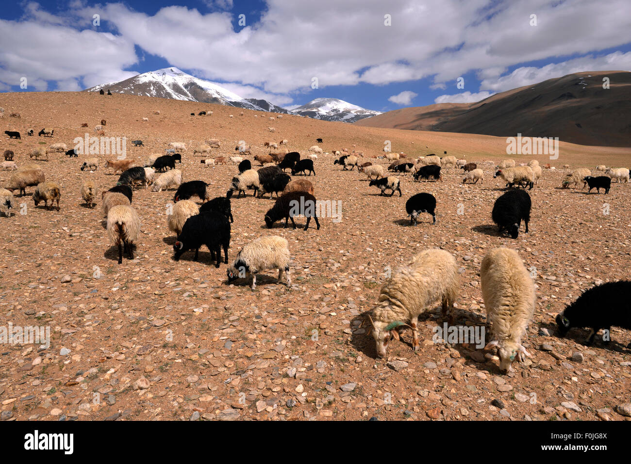 Lana de pashmina oveja fotografías e imágenes de alta resolución - Alamy