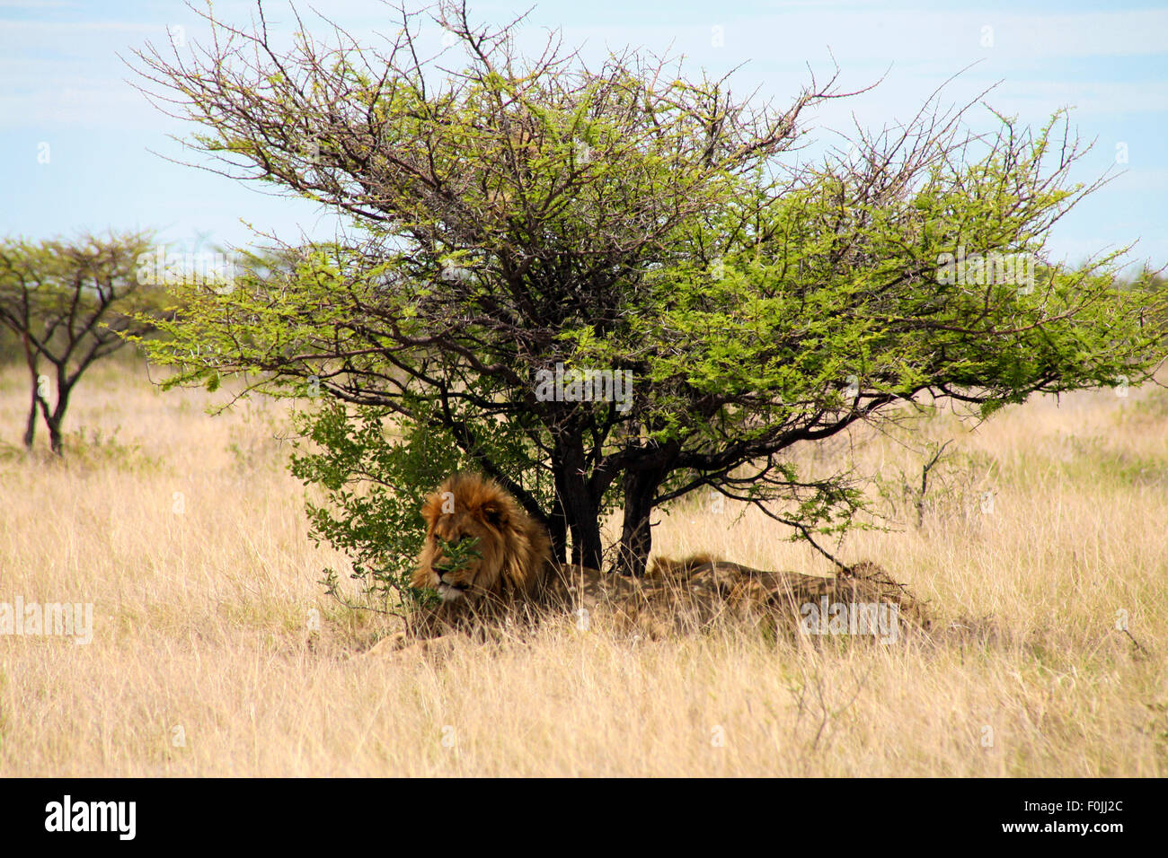 Par de leones sentados bajo la sombra de un árbol de Etosha National Wildlife Par en Namibia. 20106 Foto de stock