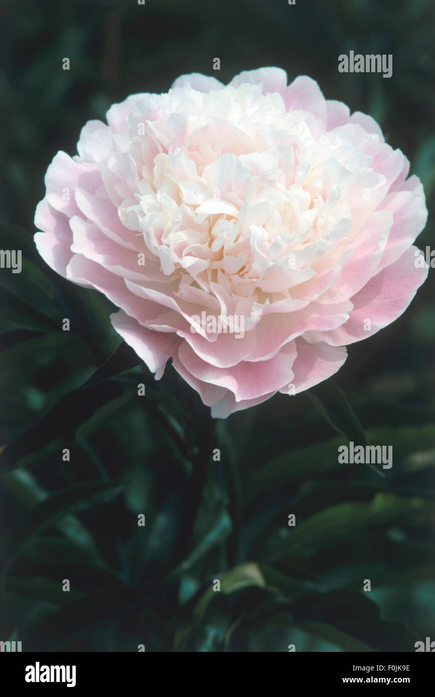 Flor de peonía rosa doble. Paeonia lactiflora (peonía China o peonía común  del jardín). Una flor Fotografía de stock - Alamy