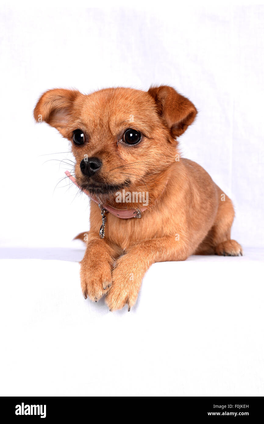 Pequeño, perro, PET, animal lindo, Puppy, retrato, blanco, domésticos, perros de pura sangre, aislados, adorable, joven, crianza, studio, BAC Foto de stock