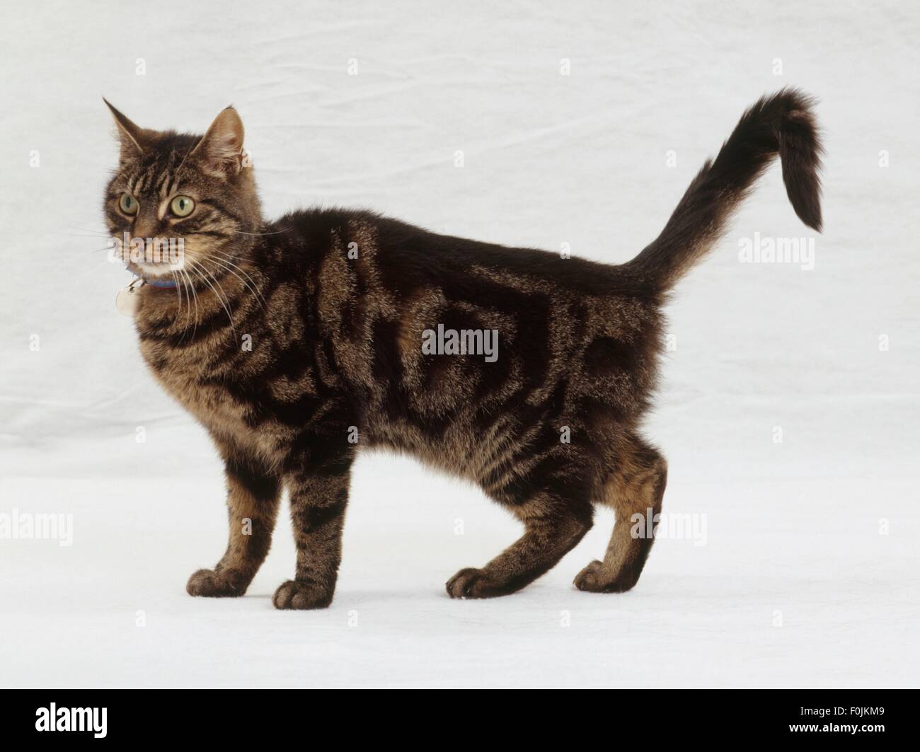 Brown tabby cat, de pie, vista lateral Foto de stock