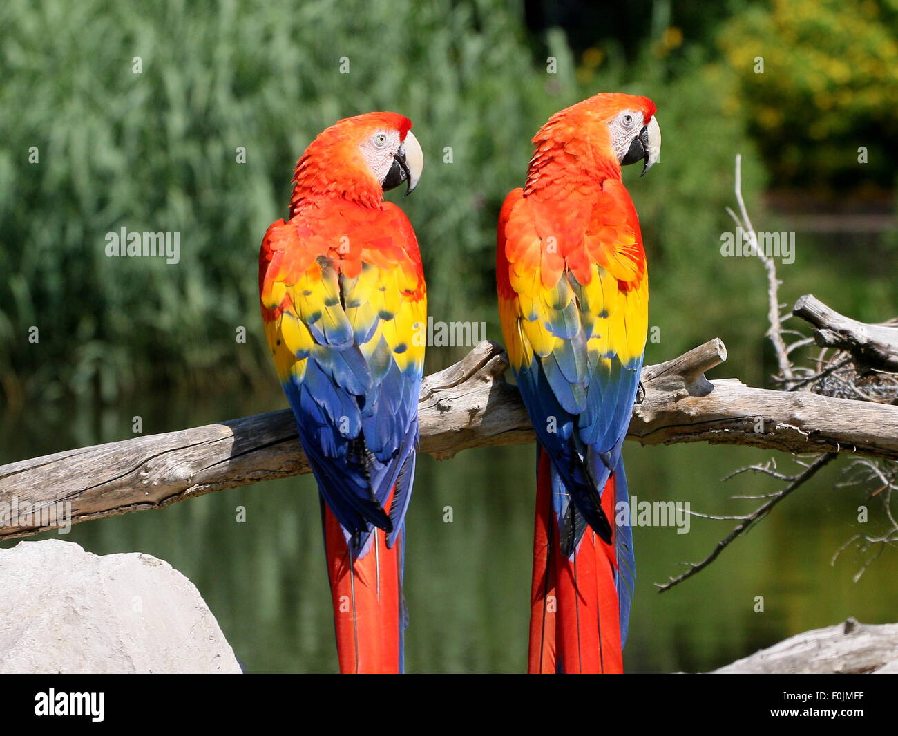 Pareja Sudamericana de guacamayas rojas (Ara macao), posando en una rama Foto de stock