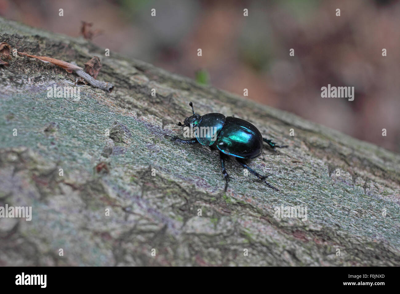 Escarabajo Dor Geotropes vennalis moviendo sobre el log Foto de stock